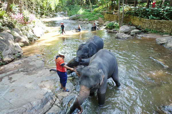 maesa elephant camp