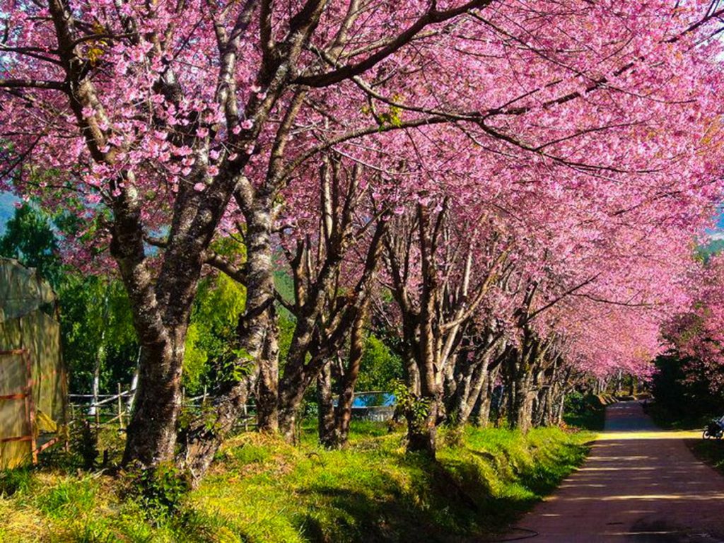 Cherry blossoms bloom at Khun Wang – Chiang Mai Voyage