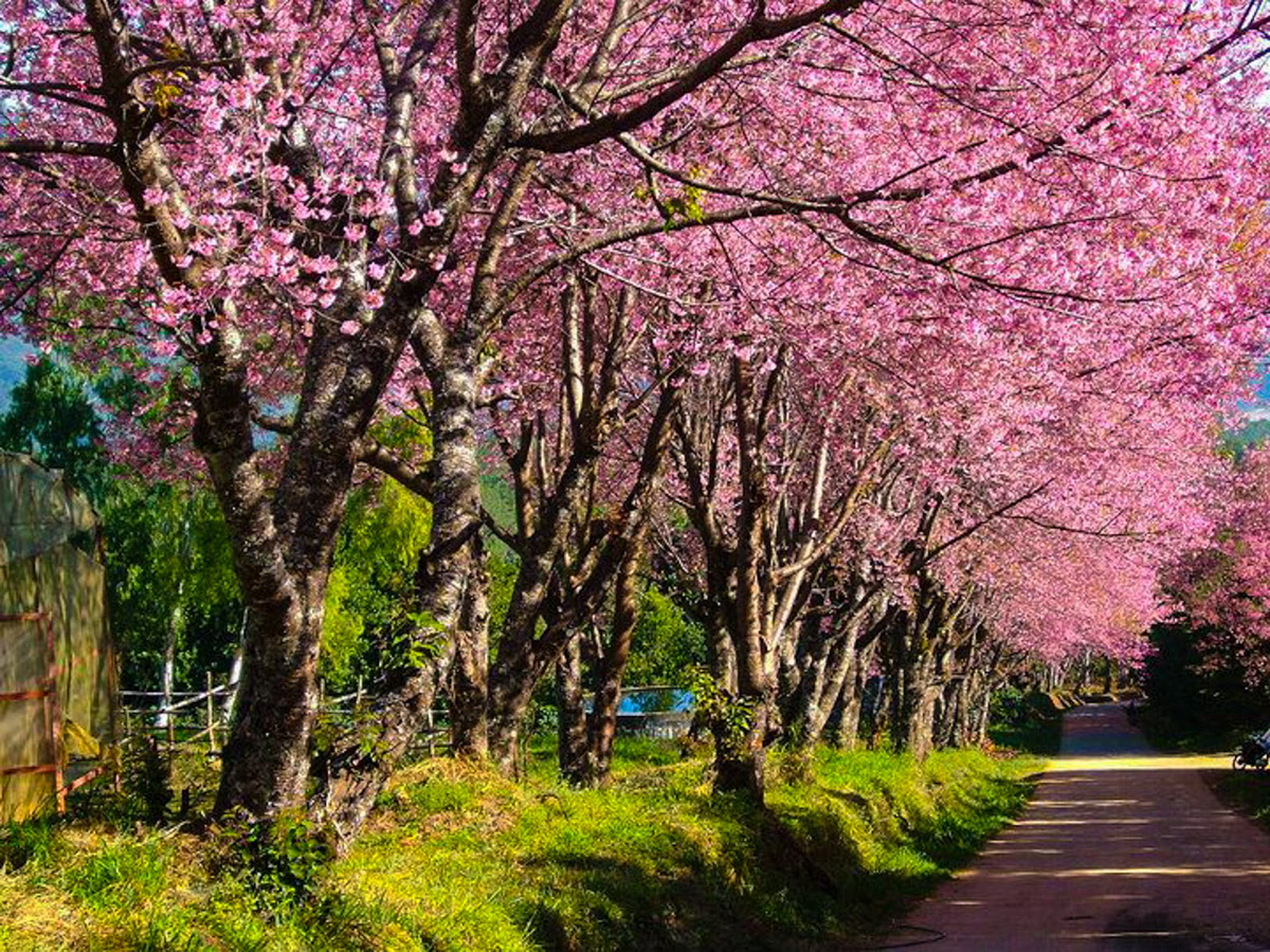 Cherry blossoms bloom at Khun Wang Agricultural Center