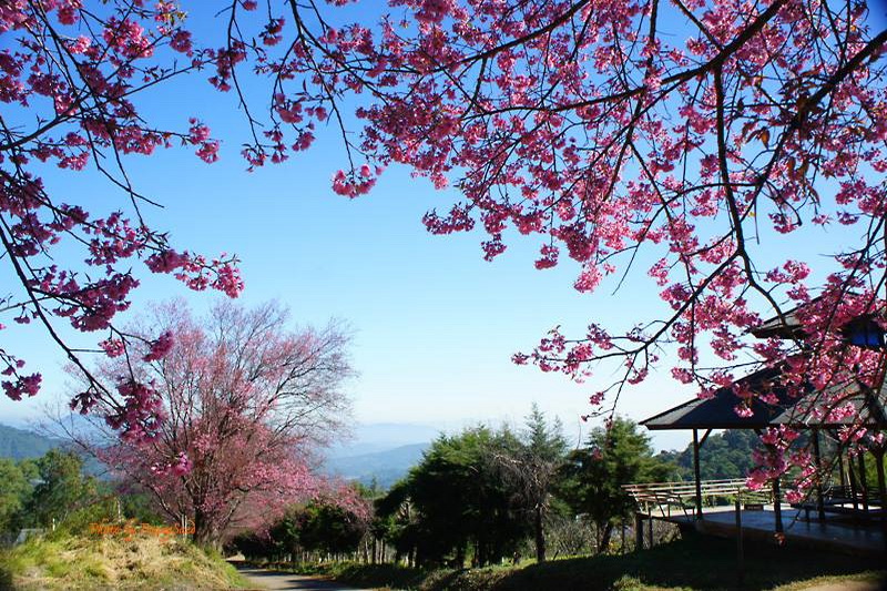 Cherry blossoms bloom at Khun Wang