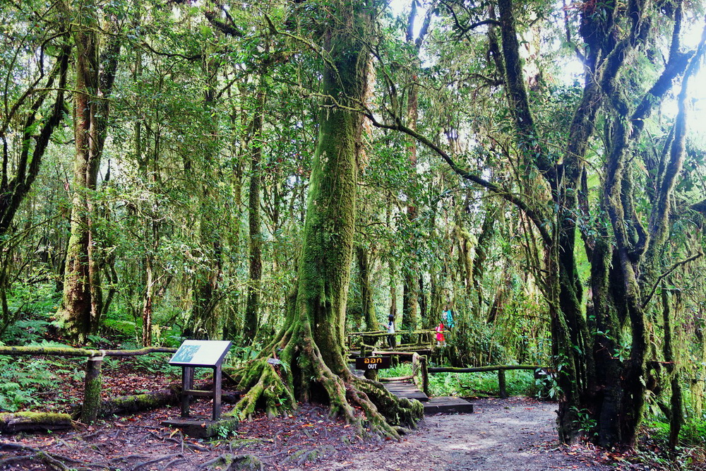 inthanon national park, doi inthanon national park, inhanon, doi inthanon