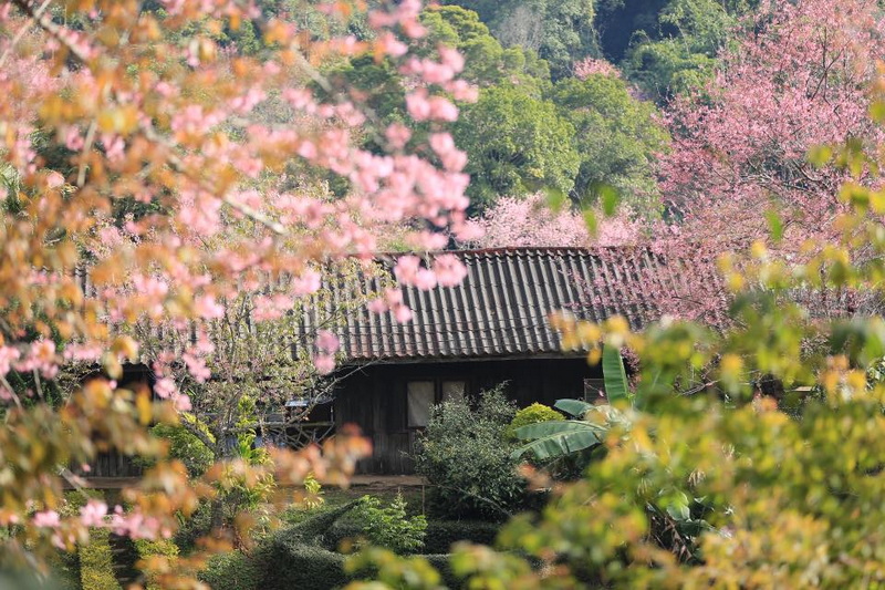 khun wang cherry blossom