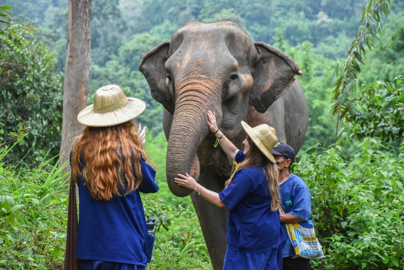 the chang elephant camp