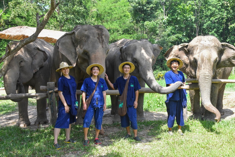 the chang chiang mai, the chang elephant camp, the chang chiang mai elephant camp, the chang elephant camp chiang mai, maesa elephant camp, maesa elephant chiang mai