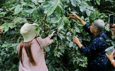 Chiangmai Coffee Farm Tour