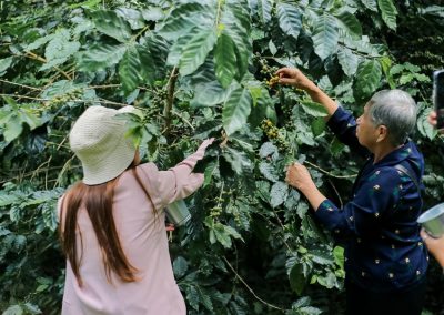 coffee farm chiang mai, chiang mai coffee farm, chiang mai coffee farm tour