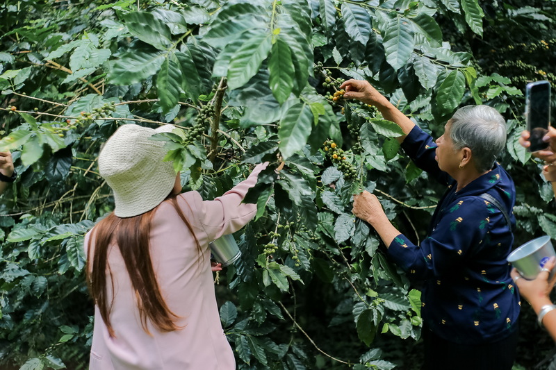 coffee farm chiang mai, chiang mai coffee farm, chiang mai coffee farm tour