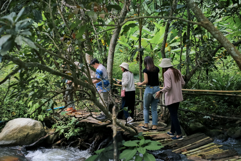 coffee farm chiang mai, chiang mai coffee farm, chiang mai coffee farm tour