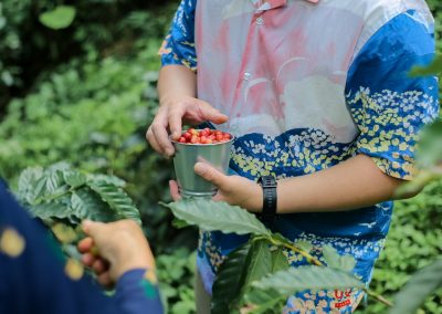 chiang mai coffee farm tour, coffee farm tour in chiang mai, chiangmai coffee farm tour, tour coffee farm chiang mai