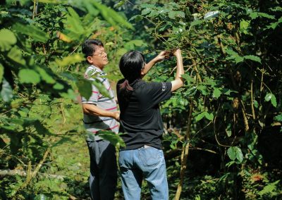 chiang mai coffee farm tour, coffee farm tour in chiang mai, chiangmai coffee farm tour, tour coffee farm chiang mai