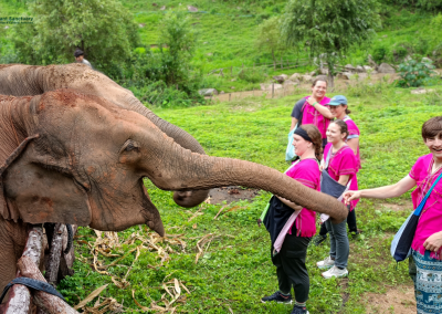 joy elephant sanctuary, joy elephant sanctuary chiang mai