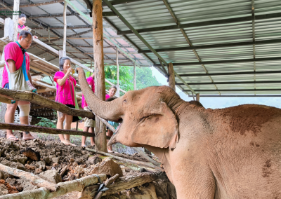 joy elephant sanctuary, joy elephant sanctuary chiang mai