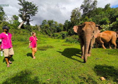 joy elephant sanctuary, joy elephant sanctuary chiang mai