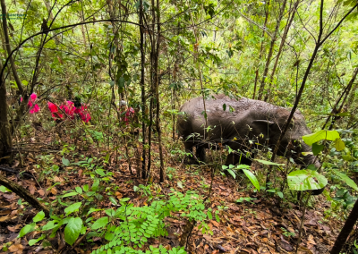 joy elephant sanctuary, joy elephant sanctuary chiang mai