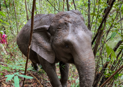 joy elephant sanctuary, joy elephant sanctuary chiang mai