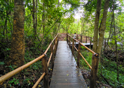 elephant observation and hiking doi inthanon, elephant observation and trekking doi inthanon, elephant observation and doi inthanon hike, elephant observation and doi inthanon trek, elephant surveying and doi inthanon hiking, doi inthanon hiking, doi inthanon trekking