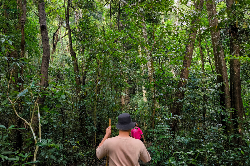 elephant observation and hiking doi inthanon, elephant observation and trekking doi inthanon, elephant observation and doi inthanon hike, elephant observation and doi inthanon trek, elephant surveying and doi inthanon hiking, doi inthanon hiking, doi inthanon trekking