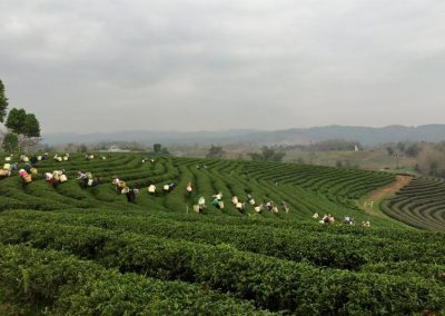 choui fong tea plantation, chouifong tea plantation, choui fong tea, chouifong tea