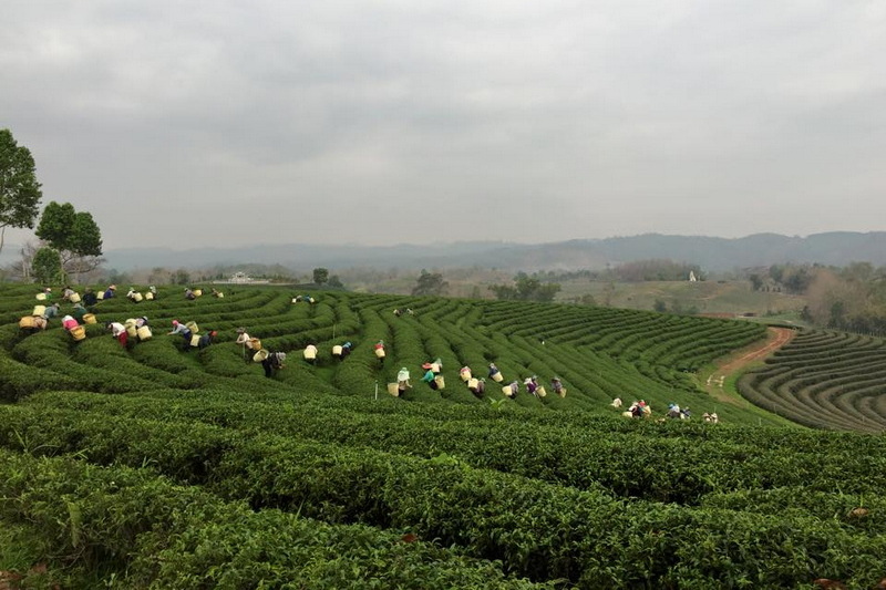 choui fong tea plantation, chouifong tea plantation, choui fong tea, chouifong tea