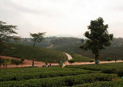 choui fong tea plantation, chouifong tea plantation, choui fong tea, chouifong tea