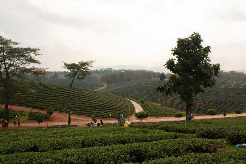 choui fong tea plantation, chouifong tea plantation, choui fong tea, chouifong tea