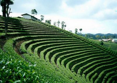 choui fong tea plantation, chouifong tea plantation, choui fong tea, chouifong tea
