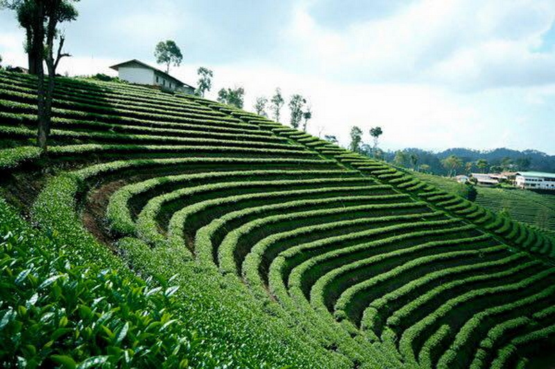 choui fong tea plantation, chouifong tea plantation, choui fong tea, chouifong tea