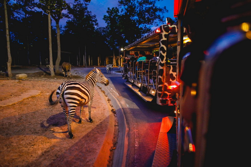 chiang mai night safari, things to do in chiang mai at night, what to do in chiang mai at night, nightlife in chiang mai, best night tours in chiang mai, top things to do in chiang mai at night, must-See night attractions in chiang mai, chiang mai nightlife highlights