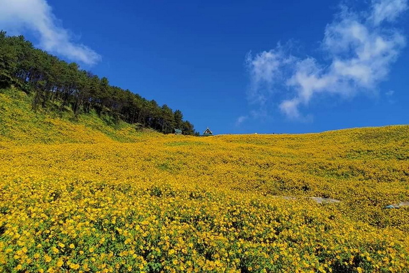 Bua Tong Fields, Doi Mae U-Kho