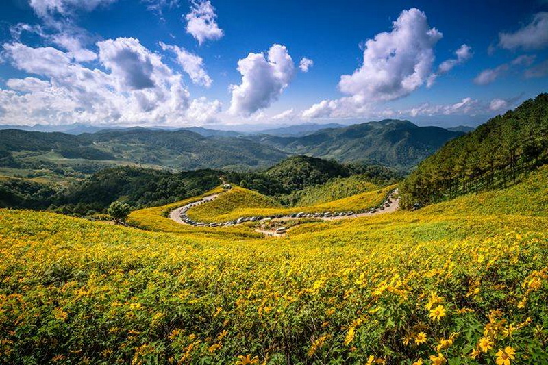 doi mae u kho, doi mae ukho, doi mae u-kor, doi mae ukor, mexican sun flower field