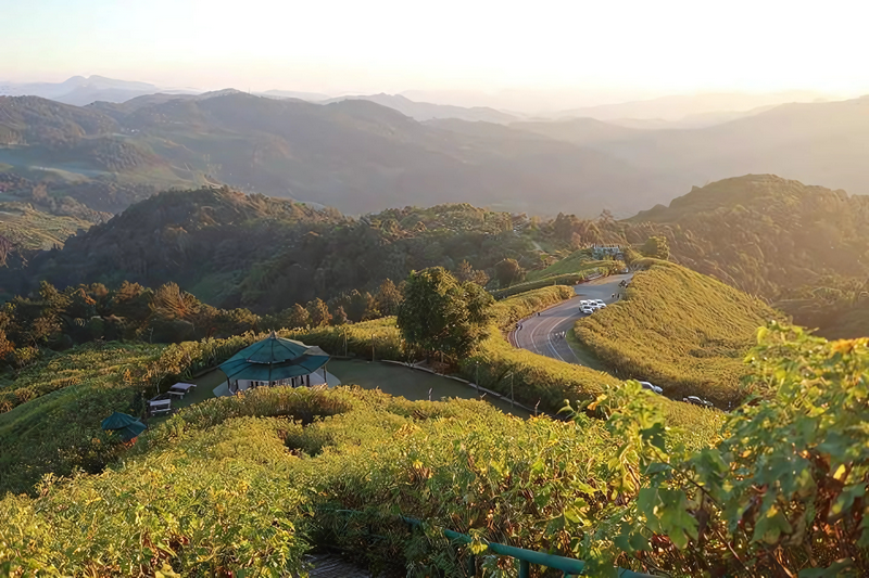thung bua tong fields at doi mae u kho, bua tong fields doi mae u kho, bua tong fields at doi mae u kho, mexican sunflowers at doi mae u kho, doi mae u kho mexican sunflowers, doi mae u kho, doi mae u kho, thung dok bua tong at doi mae u-kho