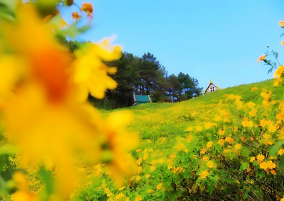 thung bua tong fields at doi mae u kho, bua tong fields doi mae u kho, bua tong fields at doi mae u kho, mexican sunflowers at doi mae u kho, doi mae u kho mexican sunflowers, doi mae u kho, doi mae u kho, thung dok bua tong at doi mae u-kho