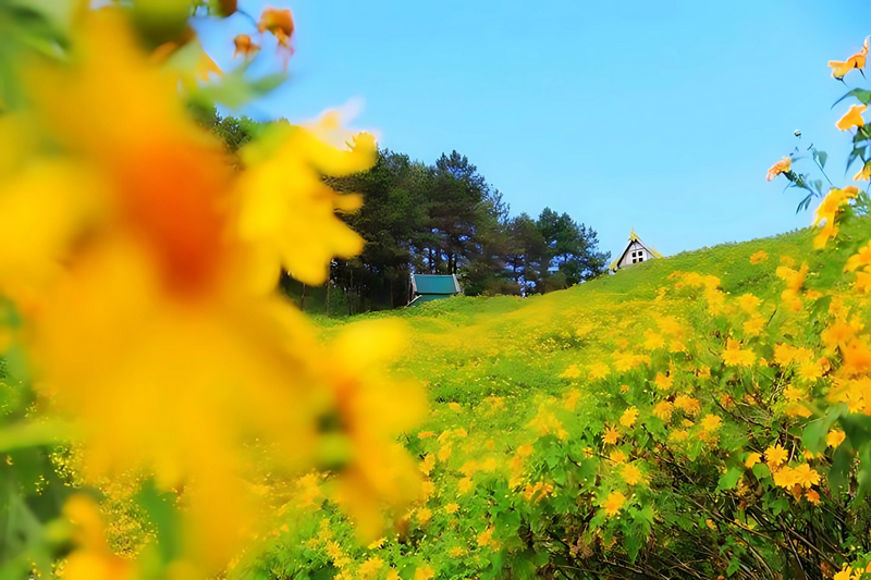 thung bua tong fields at doi mae u kho, bua tong fields doi mae u kho, bua tong fields at doi mae u kho, mexican sunflowers at doi mae u kho, doi mae u kho mexican sunflowers, doi mae u kho, doi mae u kho, thung dok bua tong at doi mae u-kho