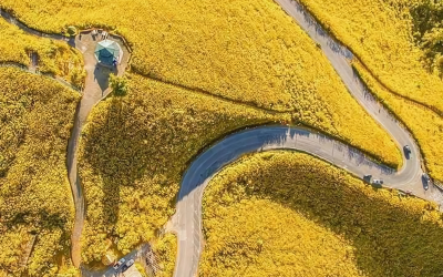 Bua Tong Field Doi Mae U Kho