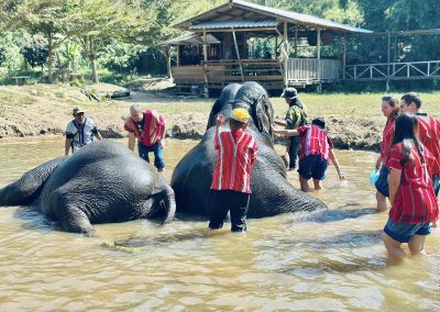 Elephant Family Chiang Rai, half day elephant chiang rai, elephant sanctuary chiang rai, karen ruammit elephant camp, chiang rai elephant bathing tour, elephant experience chiang rai, ethical elephant tour chiang rai, elephant feeding chiang rai, chiang rai elephant half day tour