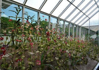 opium museum, opium museum chiang rai