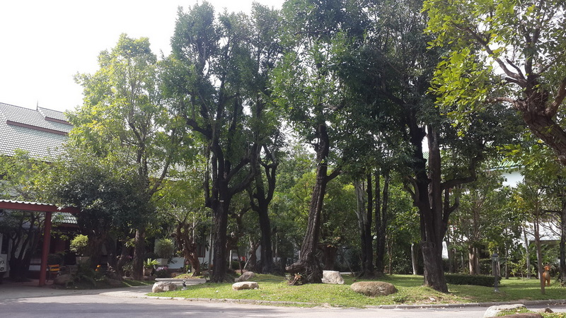 wat suan dok, suan dok temple, wat suandok, suandok temple, wat suan dok chiang mai, suan dok temple chiang mai, wat suandok chiang mai, suandok temple chiang mai, wat buppharam, buppharam temple