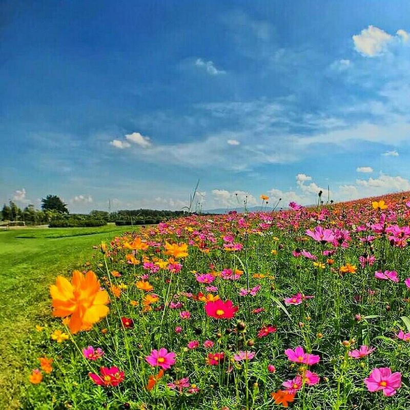 singha park, singha park chiang rai, singha park chiangrai