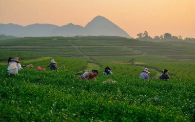 Singha Park Chiangrai: The Ultimate Day Trip Guide