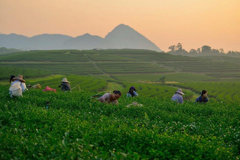 singha park, singha park chiang rai, singha park chiangrai