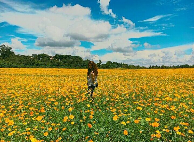 singha park, singha park chiang rai, singha park chiangrai