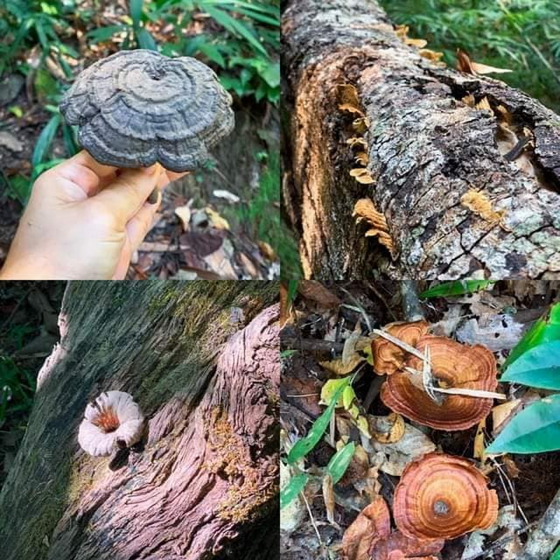 doi luang chiang dao, doi luang chiangdao, doi chiang dao, doi luang chiang dao forest park, doi chiang dao forest park, chiang dao wildlife sanctuary, doi luang chiang dao trek, doi luang chiangdao trek, doi chiang dao trek