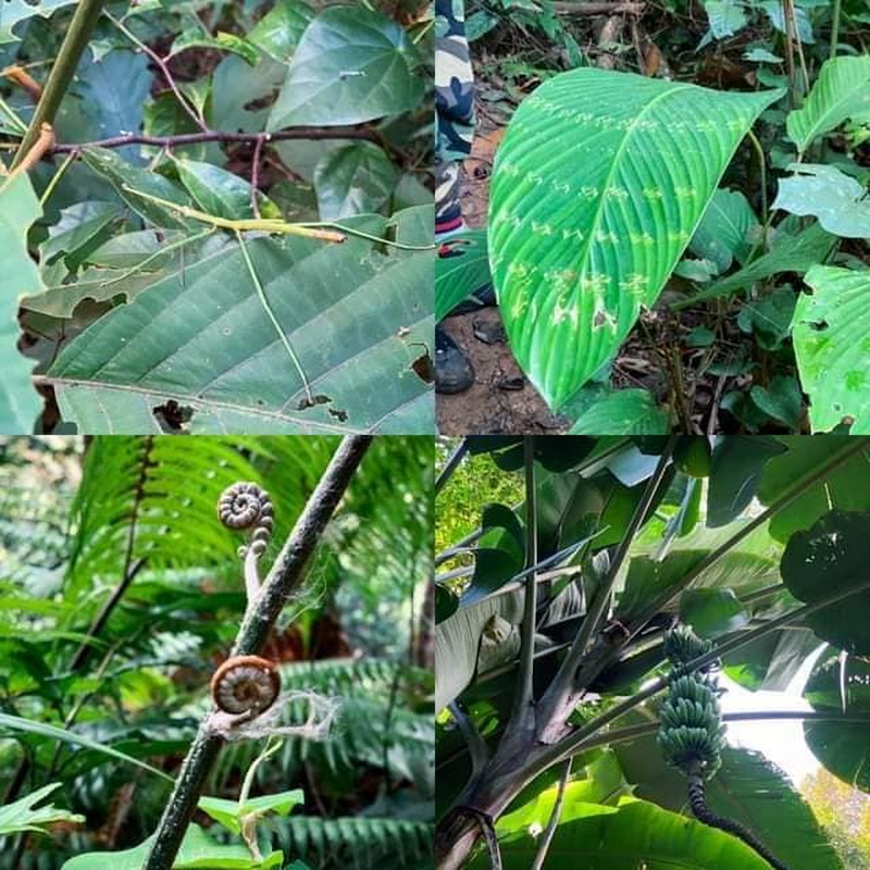 doi luang chiang dao, doi luang chiangdao, doi chiang dao, doi luang chiang dao forest park, doi chiang dao forest park, chiang dao wildlife sanctuary, doi luang chiang dao trek, doi luang chiangdao trek, doi chiang dao trek