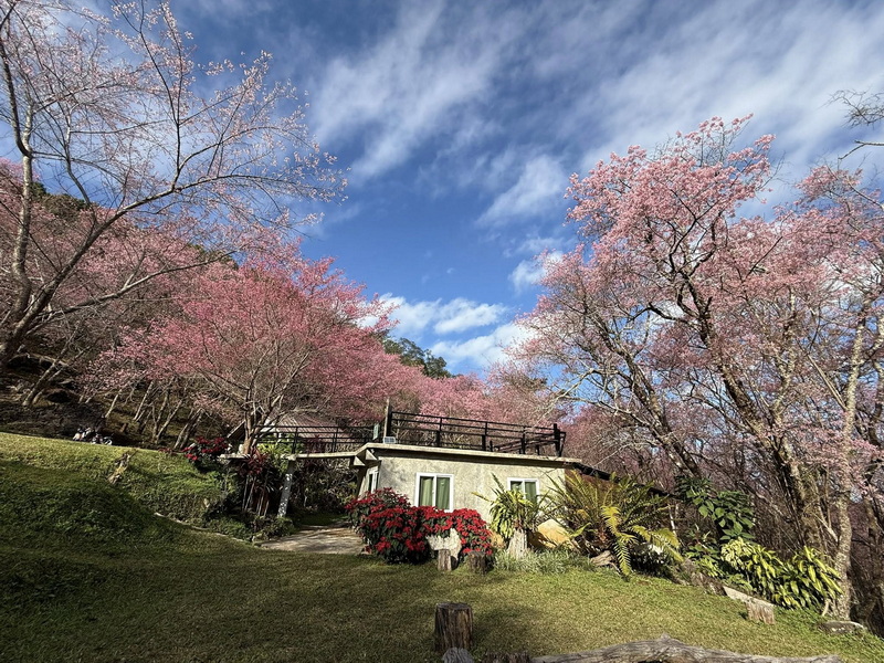 phu chi fa, phu chi fa forest park, phu chi fa national park, phu chi fah, phu chi fah forest park, phu chi fah national park