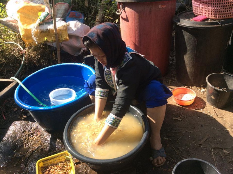 Arabica coffee in Khun Chang Kian Village