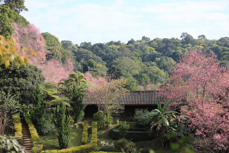 Cherry Blossom Khun Chang Khian